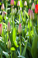 Image showing red tulips  . spring