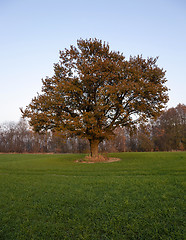 Image showing Oak autumn .  agricultural field