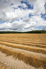 Image showing Agricultural field .  flax 