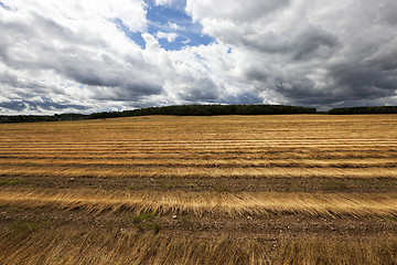 Image showing Flax field . autumn