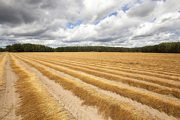 Image showing Flax field . autumn