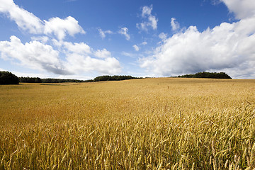 Image showing   ripe yellow cereals