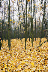 Image showing   trees in the autumn 