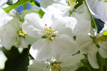 Image showing blooming apple trees  
