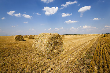 Image showing  field after harvesting cereal