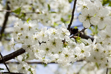 Image showing   White cherry blossoms 