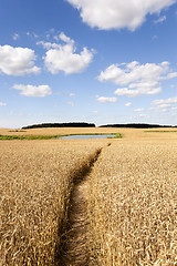 Image showing path in the field  