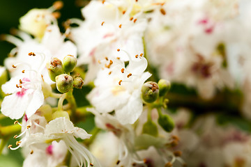 Image showing   close-up flower chestnut