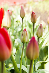 Image showing red tulips  . spring