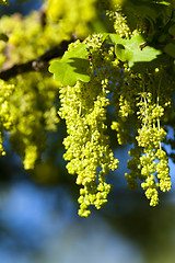 Image showing blooming oak . spring  