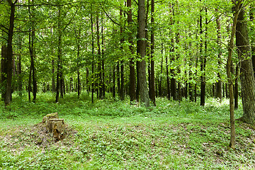 Image showing trees in spring  