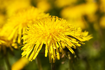 Image showing yellow dandelion . spring