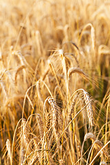 Image showing mature cereal . close-up  