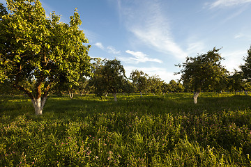 Image showing apple orchard . garden