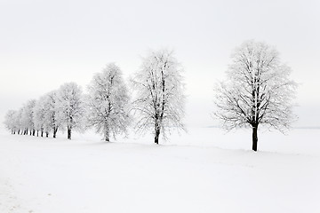 Image showing trees in winter 