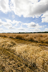 Image showing   field with cereals  