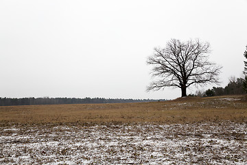 Image showing lonely tree . winter 