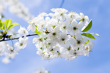 Image showing cherry blossoms   spring