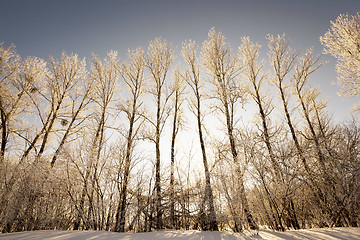 Image showing trees in winter  