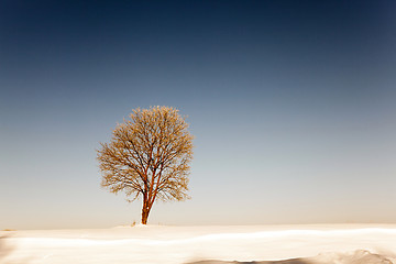 Image showing trees in winter  