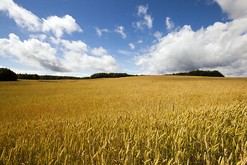 Image showing   ripe yellow cereals