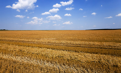 Image showing agriculture . cereals. summer