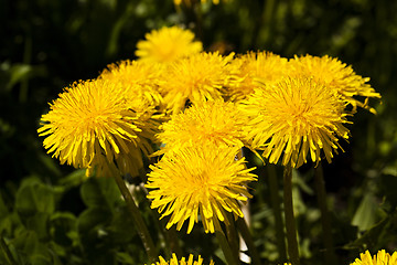 Image showing  yellow dandelion flowers