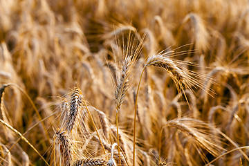 Image showing mature cereal . close-up  