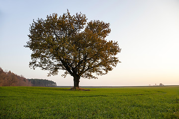 Image showing Oak autumn  season