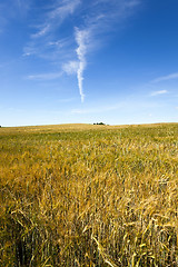 Image showing ripened cereals  . field  