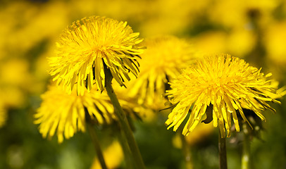 Image showing yellow dandelion . spring