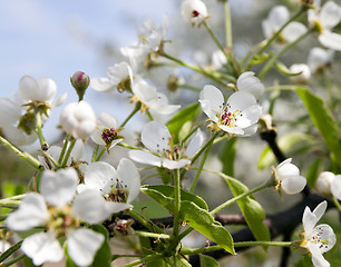 Image showing   White cherry blossoms 