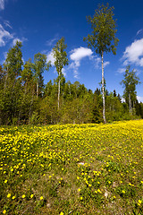 Image showing yellow dandelions . spring season