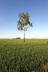 Image showing tree in the field  