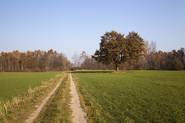 Image showing  Rural Dirt road. 