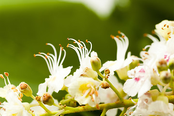 Image showing blooming chestnut . close-up  