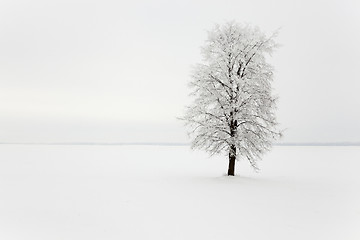 Image showing tree in the field 