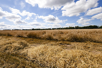 Image showing harvesting cereals  . Agriculture