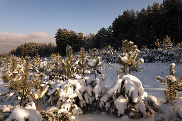 Image showing pine trees in winter 