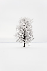 Image showing lonely tree .  snow.