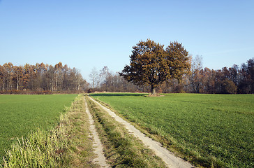 Image showing  Rural Dirt road. 