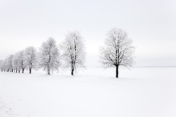 Image showing   trees in the park 