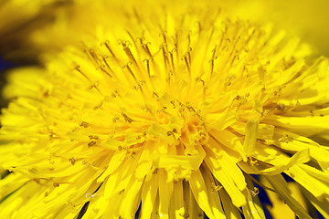 Image showing   close up flowers  dandelions