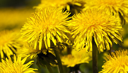 Image showing   close up flowers  dandelions