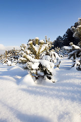 Image showing pine trees in winter 