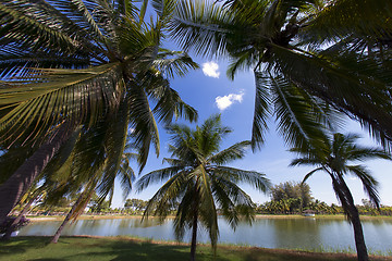 Image showing Palm Trees in Park