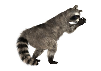 Image showing Raccoon on White