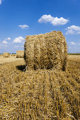 Image showing  agricultural field .  harvesting  