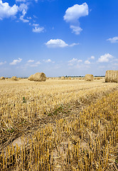 Image showing haystacks straw   summer