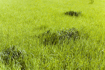 Image showing immature cereals . wheat